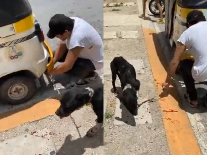 Detienen a mototaxista que arrastró cruelmente a perrita por calles de Playa del Carmen | VIDEO