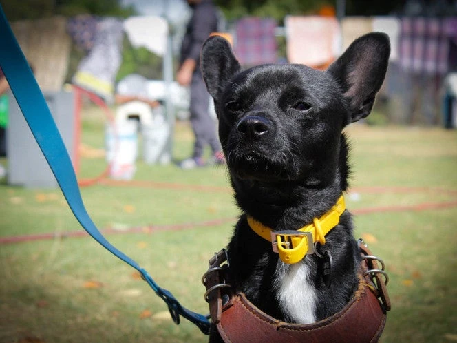 Proponen multar a dueños de perros que ladren mucho