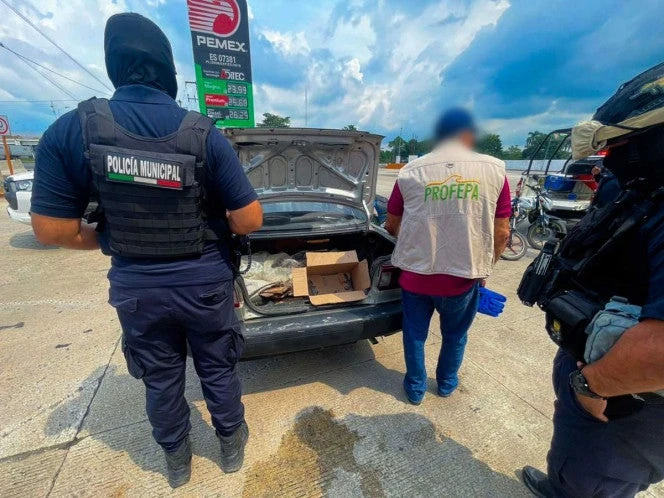 Decomisan 40 animales de vida silvestre que vendían en carretera de Tabasco