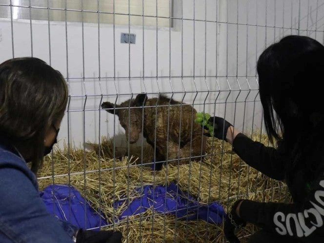 Mina, osa rescatada de La Pastora, mejora y tendrá su peluche