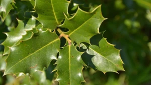 8 benefícios da espinheira-santa para a saúde e como usá-la