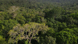 Quem fica com o lucro das florestas? COP16 pode definir futuro da biodiversidade