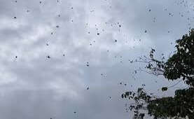 Chuva de aranhas assusta moradores em São Tomé das Letras