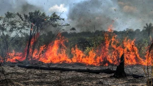 Quando a floresta queima, não é só fogo — é um alerta ecológico
