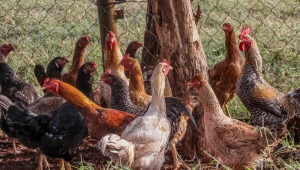 Rio Grande do Sul declara estado de emergência em saúde animal para gripe aviária