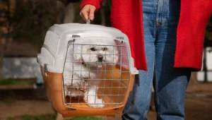Comissão de Infraestrutura aprova regras para transporte de pets em voos
