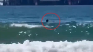 Veja quem era o mergulhador que morreu após ser atacado por tubarão em Israel