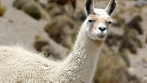 8 curiosidades interessantes sobre as lhamas