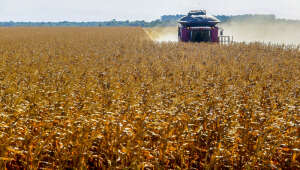 Ministério da Agricultura projeta crescimento de 11,5% no valor bruto da produção agropecuária para 2025