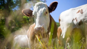 Estudo revela influência humana sobre tamanho de animais domésticos e selvagens