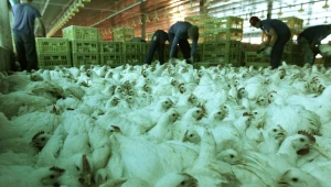 Suspensão de exportações de frango deve aliviar IPCA em até 0,10 pp, aponta analistas 