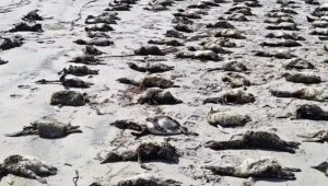 881 pinguins são encontrados em estágio avançado de decomposição no litoral de SP