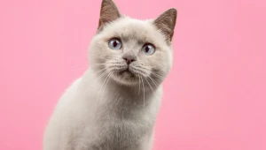 14 nomes para gatos inspirados na cultura geek 