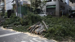 Ventos fortes derrubam árvores e deixam ao menos 2 feridos em São Paulo