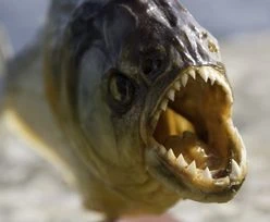 Z Jeziora Zegrzyńskiego wyłowiono 3-kilogramową piranię