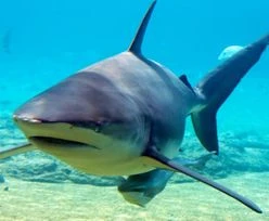 Australia. Rekin ściągnął surfera z deski. To był jeden z żarłaczy