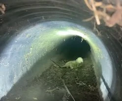 Uratowali dwa małe kotki. Nie uwierzysz, gdzie wlazły