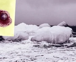 Tajemnicze patogeny w topniejącym lodzie. Mogą być gorsze niż koronawirus