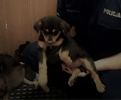 Mława. Wyrzucił szczeniaki z auta na ulicę. Policja szuka sprawcy