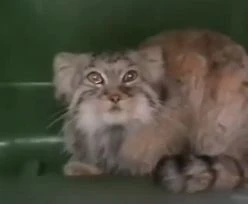 Zwierzę uciekło z zoo w Poznaniu. Koniec poszukiwań