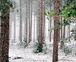 Alert IMGW. W niedzielę może spaść śnieg