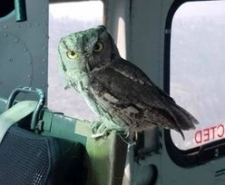 Gasili pożary z helikoptera. Mieli nietypowego pomocnika
