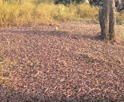 Wyniszczająca plaga. Tylu owadów nie widzieli od 25 lat