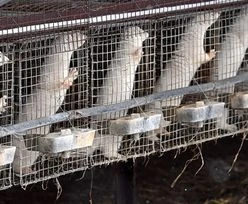 Zmutowany wirus przeniósł się na ludzi. 17 mln norek do odstrzału