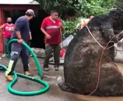 Szczur gigant w kanalizacji. Stał się hitem internetu