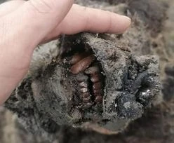 Sensacja w Rosji. Odnaleziono szczątki pradawnej bestii. Mają 40 tys. lat