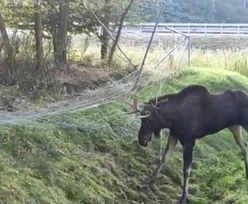 Łoś uwięziony przy S7. Akcja policji