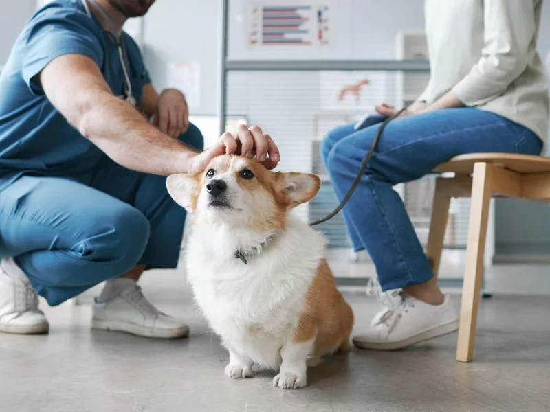 500 plus na psa i kota w Polsce. To ostatni moment na złożenie wniosku