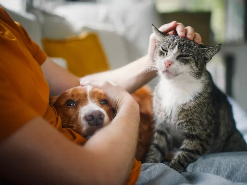 Nowy obowiązek dla właścicieli psów i kotów. Nieuważnych czekają kary