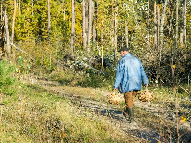 Dlaczego w lasach jest tak wiele grzybów? Ekspert wskazał 4 czynniki
