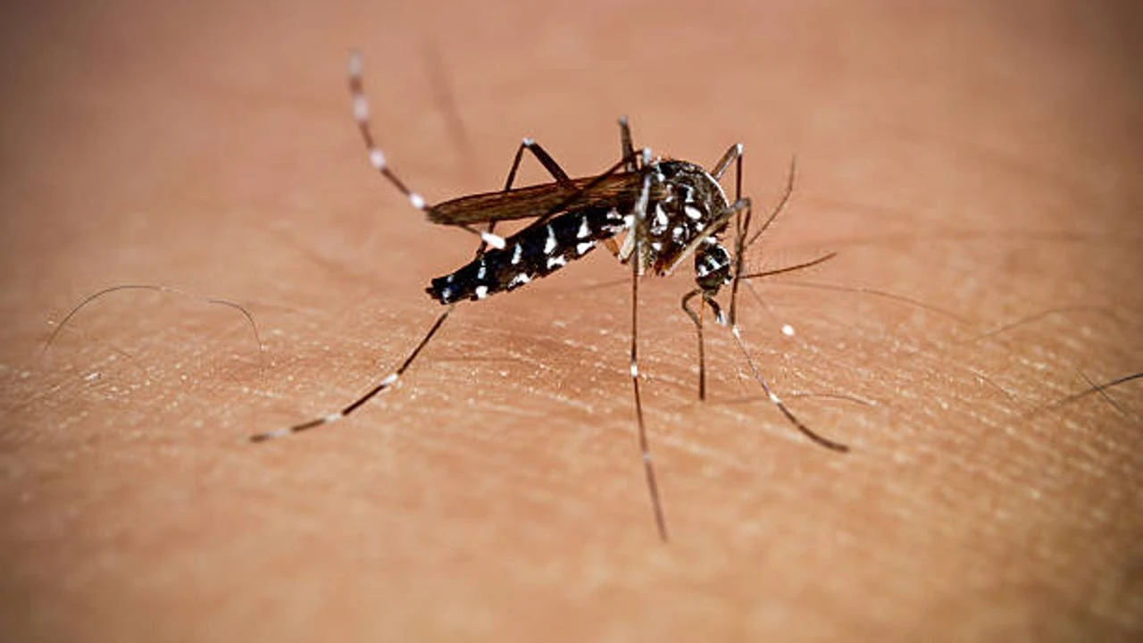 Toda la vida usando antipicaduras para los mosquitos y resulta que sólo necesitaba el móvil y este accesorio