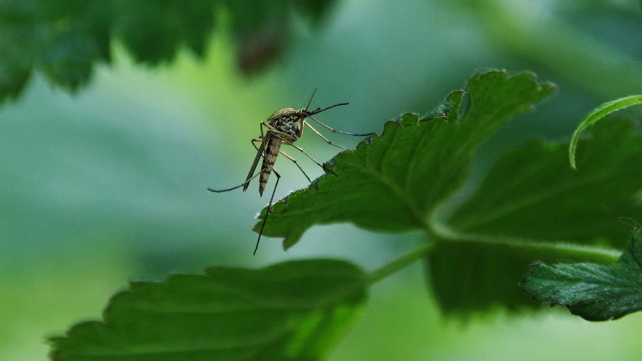 El truco sencillo para mantener a los mosquitos alejados de tu casa con un material común que 