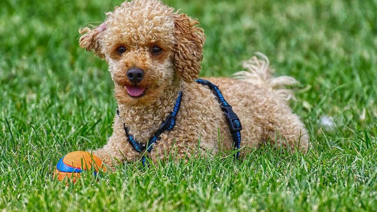 Los veterinarios alertan de una grave enfermedad que afecta a 8 de cada 10 perros: estas son las razas más propensas a padecerla