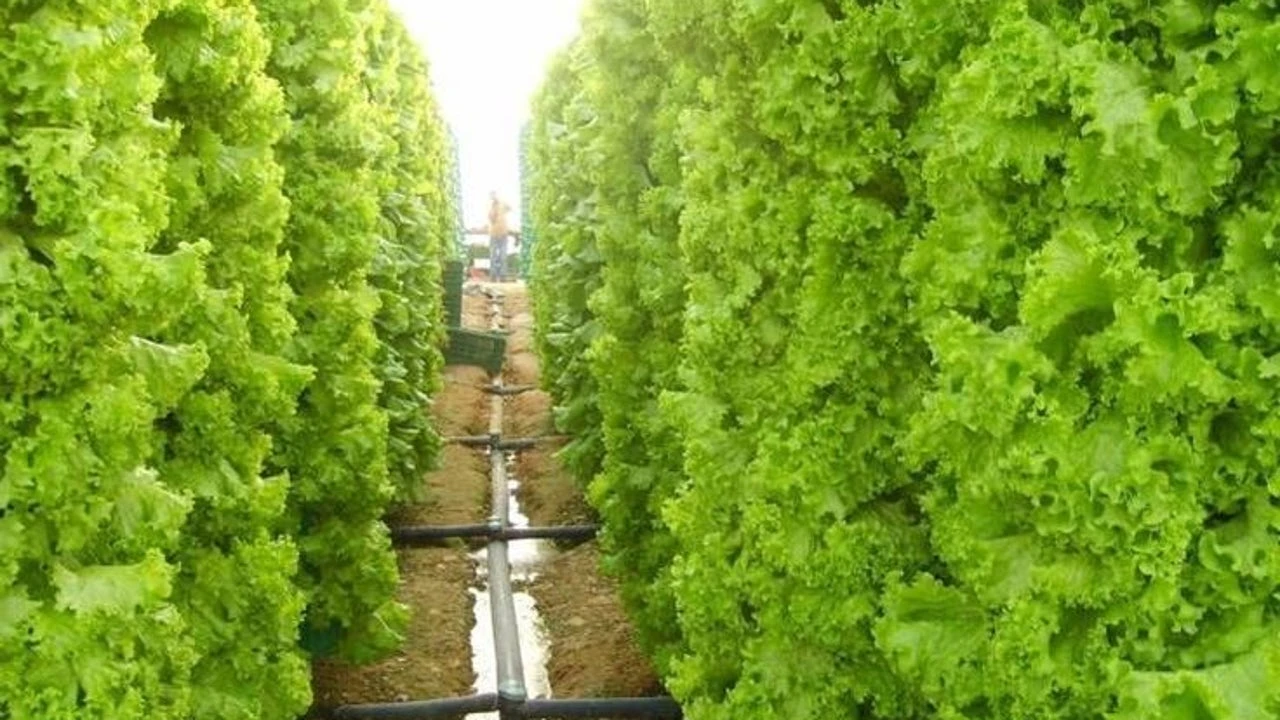 Adiós a los huertos tal y como los conocemos: así es la nueva forma de cultivar cada vez más popular