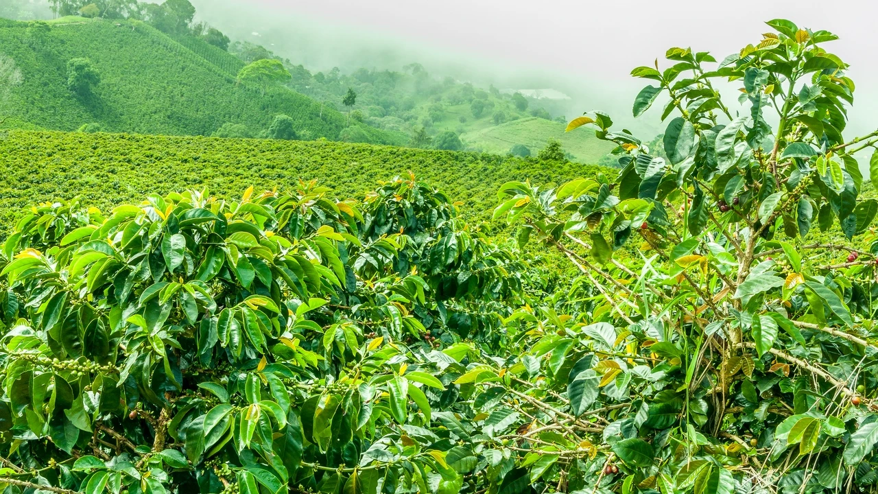 Cómo se llama la planta del café y de qué color es su fruto: muy pocos lo conocen