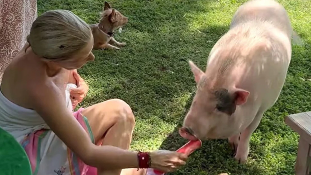 Eugenia Martínez de Irujo se come un helado a medias con su cerdo y el vídeo se hace viral