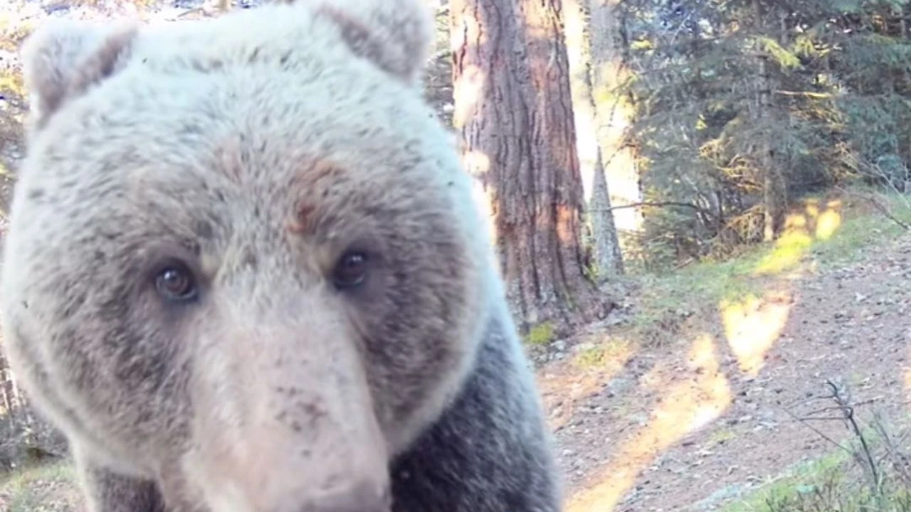 Así es el vídeo de la fauna autóctona del valle de Arán que está dejando sin palabras a TikTok