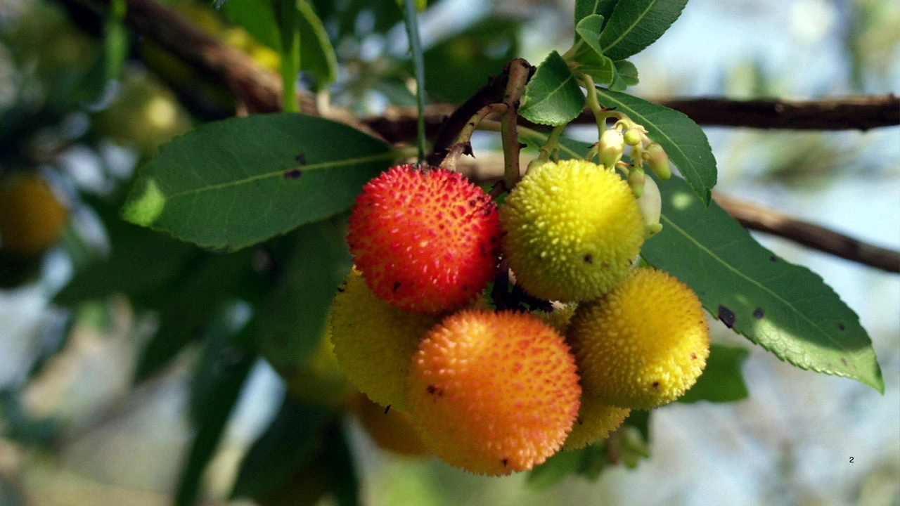 Los frutos mas raros del planeta: son cinco y muy poca gente los ha visto antes