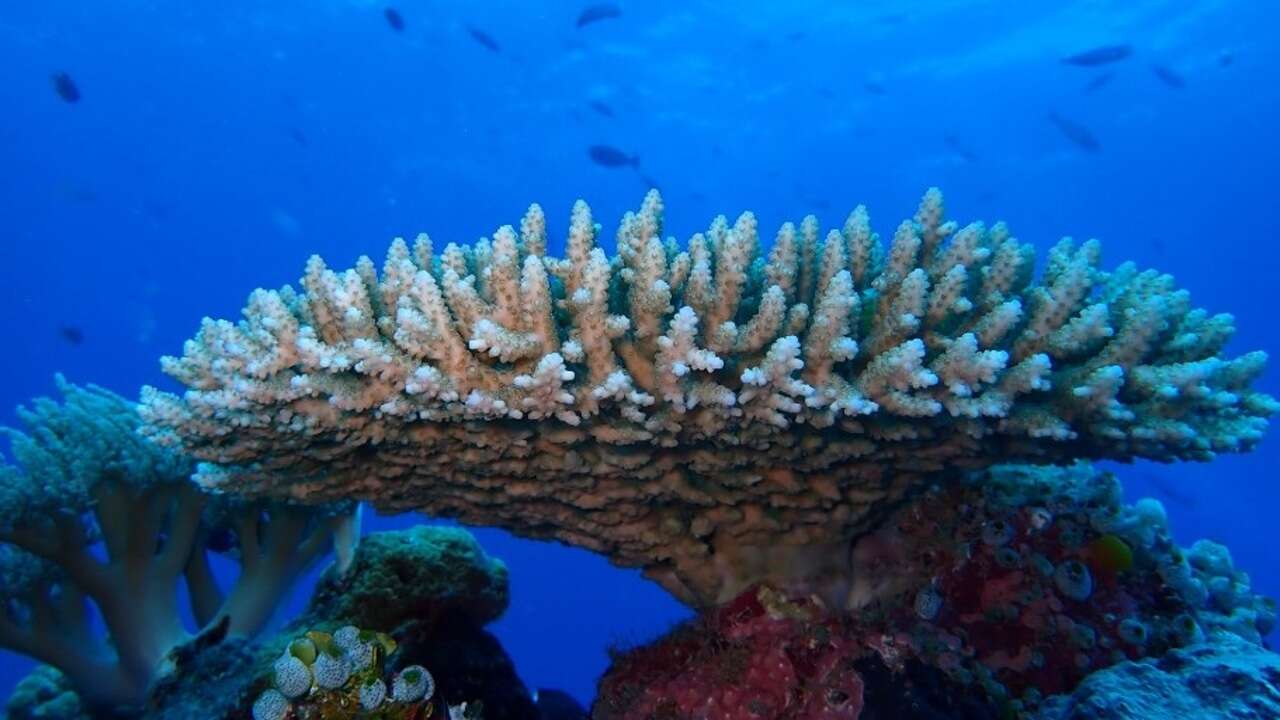 Los corales podrían no resistir al aumento actual de la temperatura global