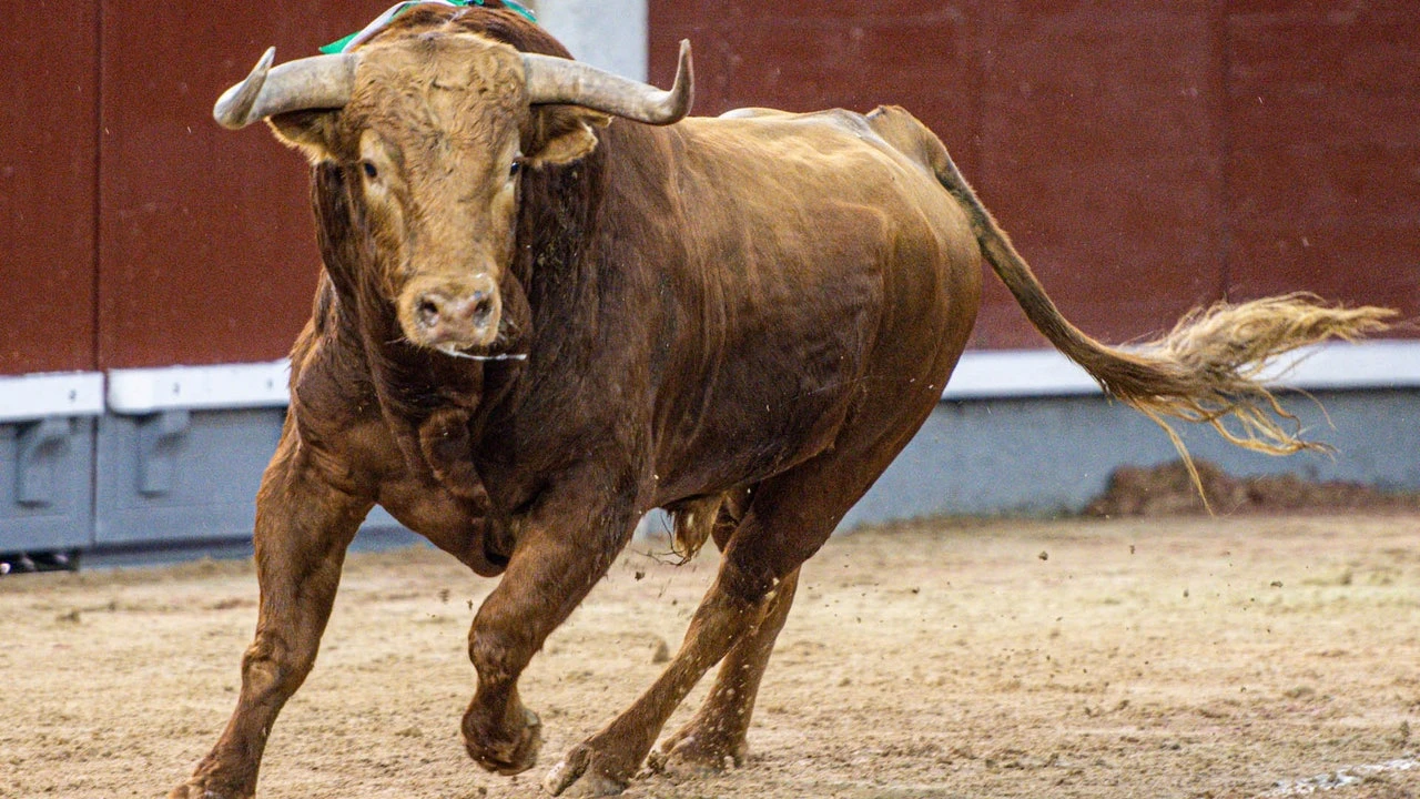¿Qué significa sacar un pañuelo azul en una plaza de toros y qué implica?