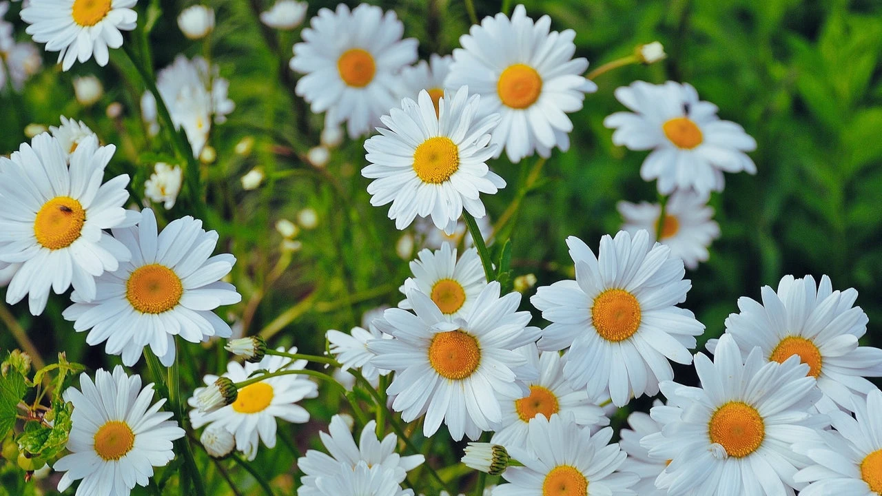 Las margaritas son bonitas en el césped, pero también son una señal terrible: tu jardín está pidiendo ayuda a gritos