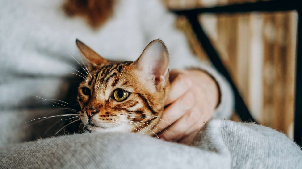 Cuando le hablas a tu gato, él ve imágenes