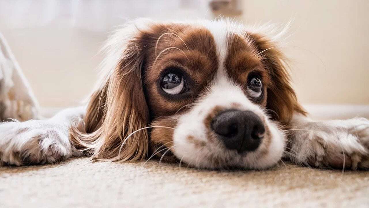 ¿Puede el casero prohibir mascotas en un piso de alquiler? Esto establece la ley en España