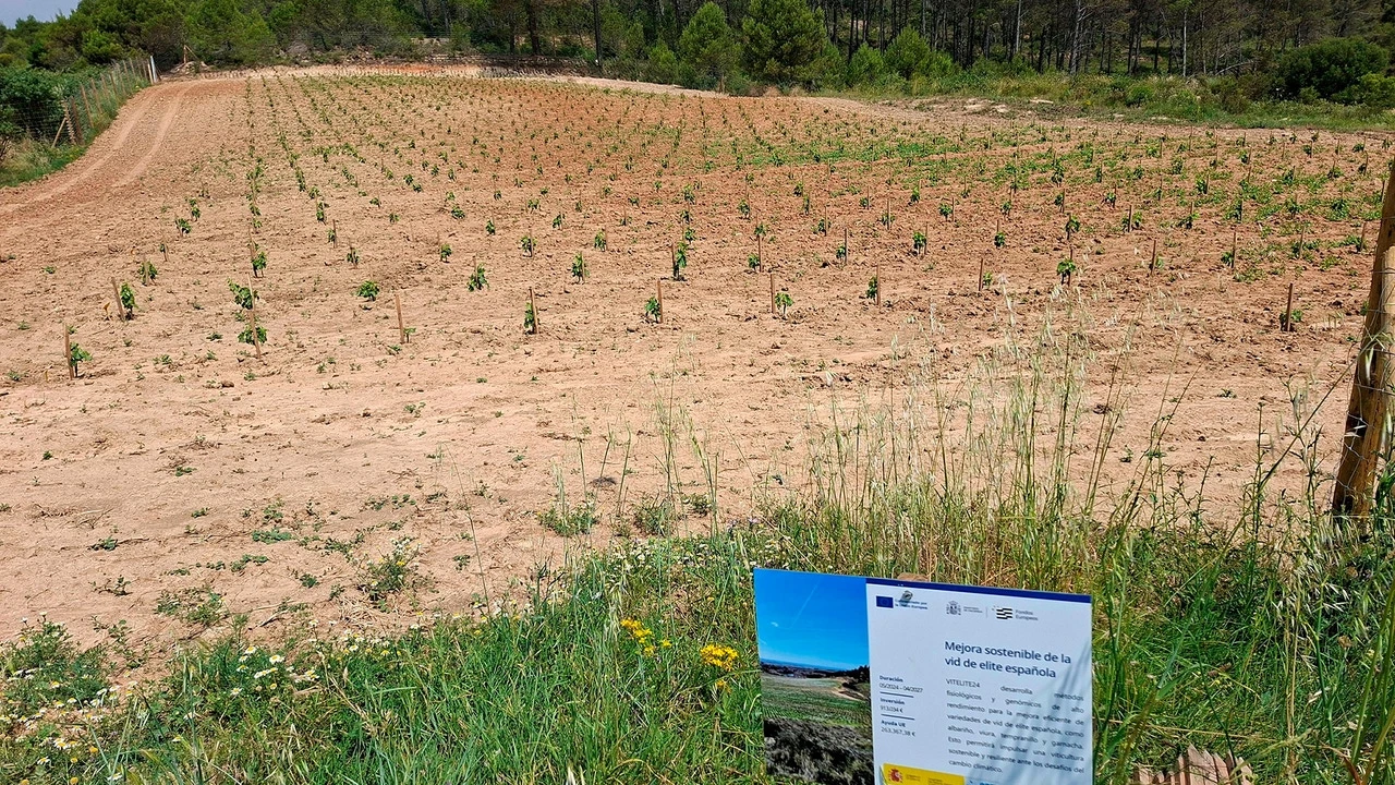 Un proyecto de I+D trabaja por mejorar la eficiencia y sostenibilidad de las variedades de vid de élite españolas