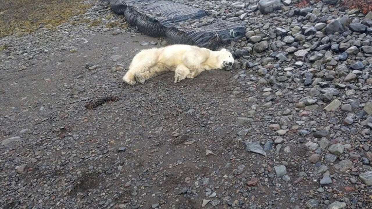 La Policía abate a un oso polar que merodeaba una casa en Islandia