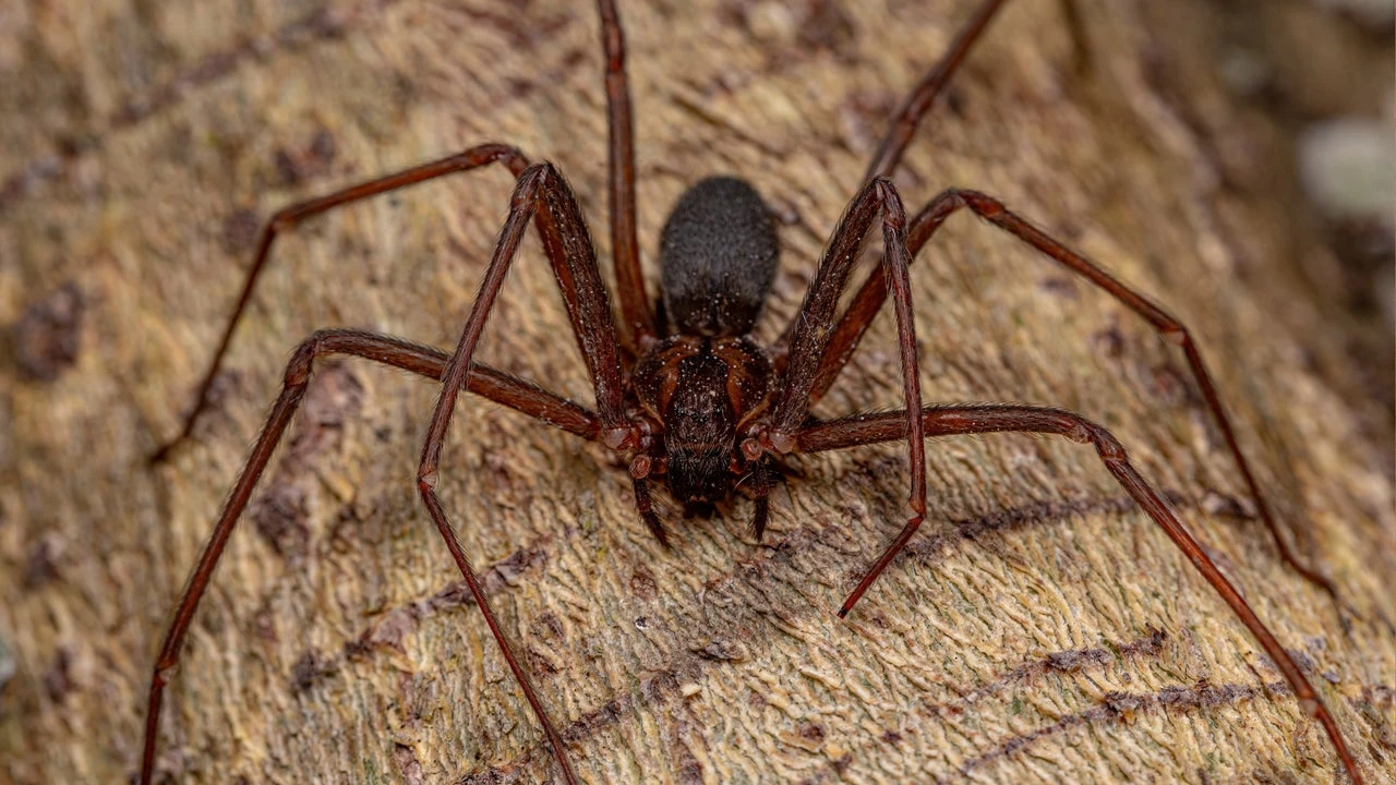 Esta araña la querrás como okupa en tu casa: las redes se rinden al trabajo 'doméstico' que realiza